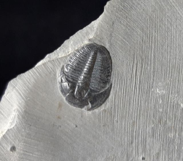 Elrathia kingii (MEEK 1870) - Bild © FossNet FossilienStore